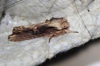 Egira conspicillaris