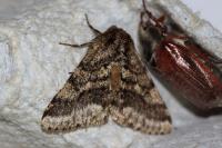 Lycia hirtaria