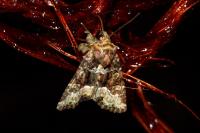 Oligia strigilis/versicolor