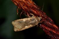 Peridroma saucia