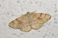 Adactylotis contaminaria