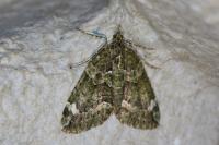 Chloroclysta siterata