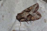 Lacanobia w-latinum