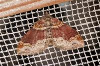 Xanthorhoe ferrugata