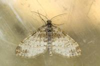 Lobophora halterata