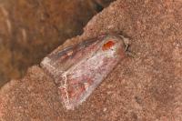 Lacanobia oleracea