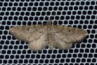 Eupithecia intricata