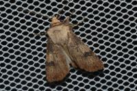 Agrotis puta