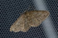 Ectropis crepuscularia