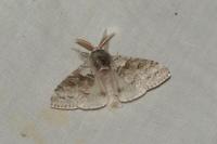 Calliteara pudibunda