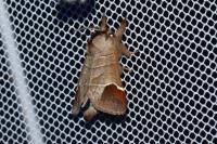 Clostera curtula