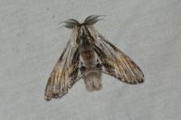 Harpyia milhauseri