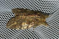Peridea anceps