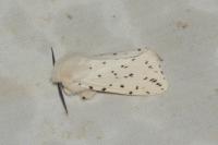 Spilosoma lubricipeda