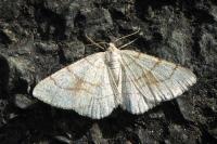 Adactylotis contaminaria