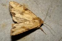 Apamea sublustris