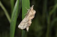 Pterostoma palpina