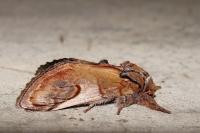 Notodonta ziczac