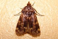 Aglossa caprealis