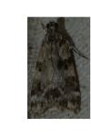 Eudonia delunella