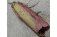 Oncocera semirubella