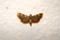 Hypsopygia costalis