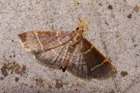 Hypsopygia glaucinalis