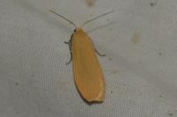 Wittia sororcula