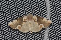 Thyatira batis