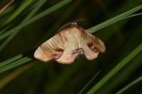 Plagodis dolabraria