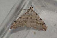 Aplocera plagiata