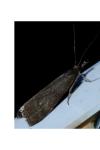 Hypochalcia ahenella