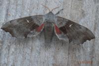 Laothoe populi