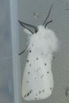 Spilosoma lubricipeda