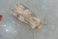Agrotis puta