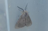Diaphora mendica