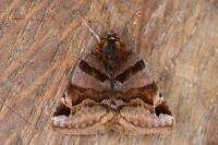 Euclidia glyphica