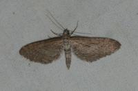 Eupithecia scopariata