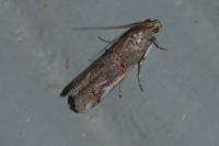 Pempelia palumbella