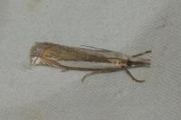 Crambus pascuella
