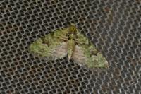 Chloroclystis v-ata