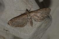 Eupithecia scopariata