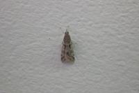 Eudonia angustea