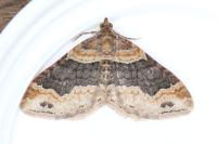 Xanthorhoe ferrugata