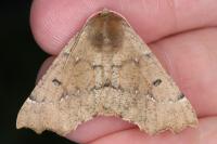 Odontopera bidentata