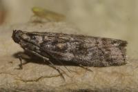 Dioryctria simplicella