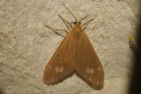 Dysauxes ancilla