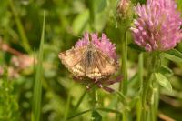 Euclidia glyphica