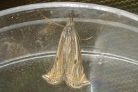 Crambus lathoniellus