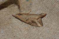 Schrankia costaestrigalis
